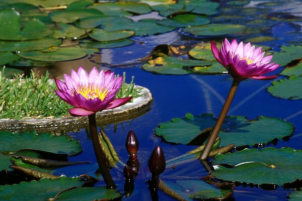 Caribbean, Bermuda, Devonshire Parish, Palm Grove Gardens. Water Lillies in reflecting