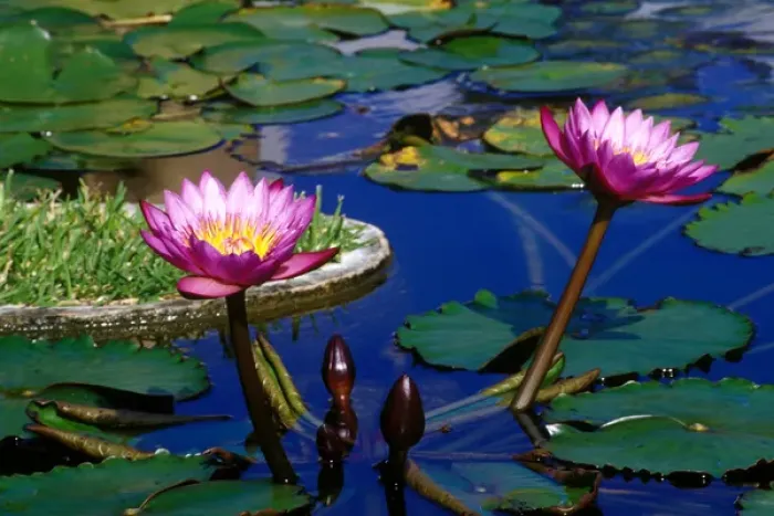Framed Print : Caribbean, Bermuda, Devonshire Parish, Palm Grove Gardens. Water Lillies in reflecting Framed Print : Caribbean, Bermuda, Devonshire Parish, Palm Grove Gardens. Water Lillies in reflecting