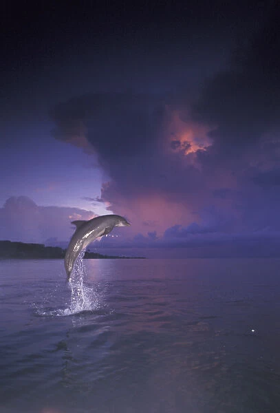 Caribbean Bottlenose dolphin (Tursiops truncatus)