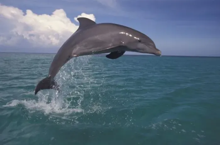 Framed Print : Caribbean, Bottlenose dolphin (Tursiops truncatus)