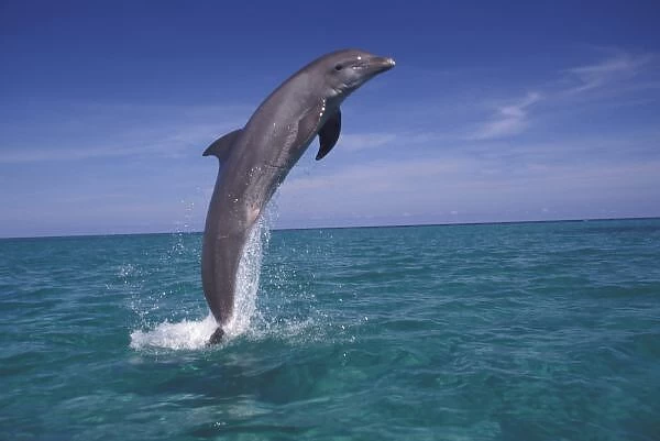 Caribbean, Bottlenose dolphin (Tursiops truncatus)