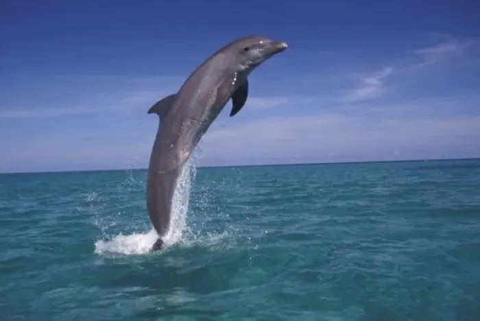 Framed Print : Caribbean, Bottlenose dolphin (Tursiops truncatus)
