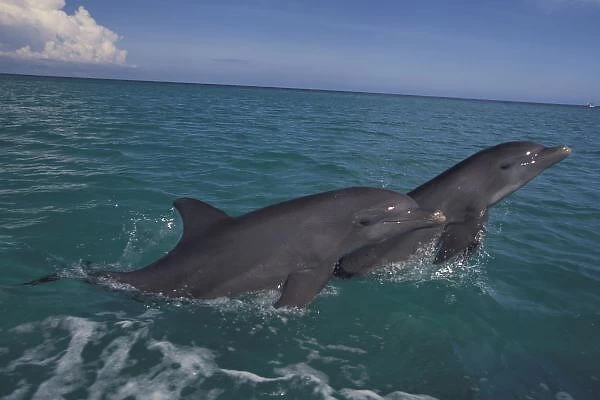 Caribbean, Bottlenose dolphins (Tursiops truncatus)