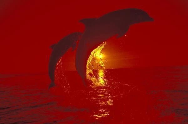 Caribbean, Bottlenose dolphins (Tursiops truncatus); shot with red filter
