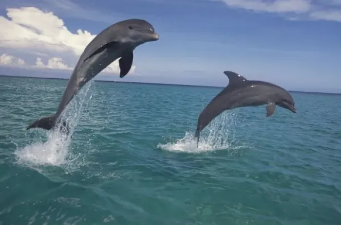 Framed Print : Caribbean, Bottlenose dolphins (Tursiops truncatus)