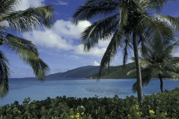 Framed Print : CARIBBEAN, British Virgin Islands, Virgin Gorda Little Dix Bay through palm trees Framed Print : CARIBBEAN, British Virgin Islands, Virgin Gorda Little Dix Bay through palm trees