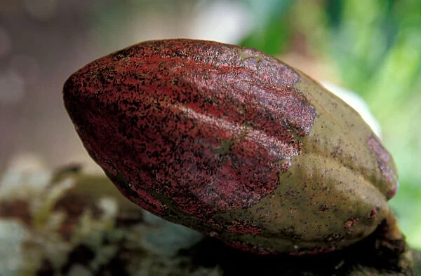 Caribbean, BWI, St. Lucia, Fond Dous Estate, Cocoa plant seeds