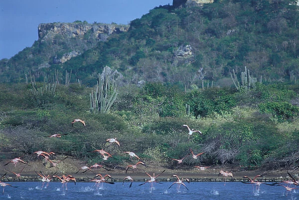 01. Caribbean, Curacao. Flamingo Sanctuary