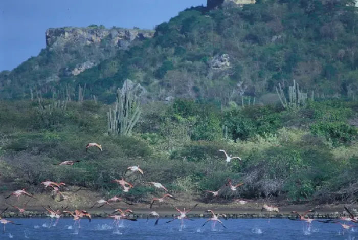 Framed Print : 01. Caribbean, Curacao. Flamingo Sanctuary Framed Print : 01. Caribbean, Curacao. Flamingo Sanctuary
