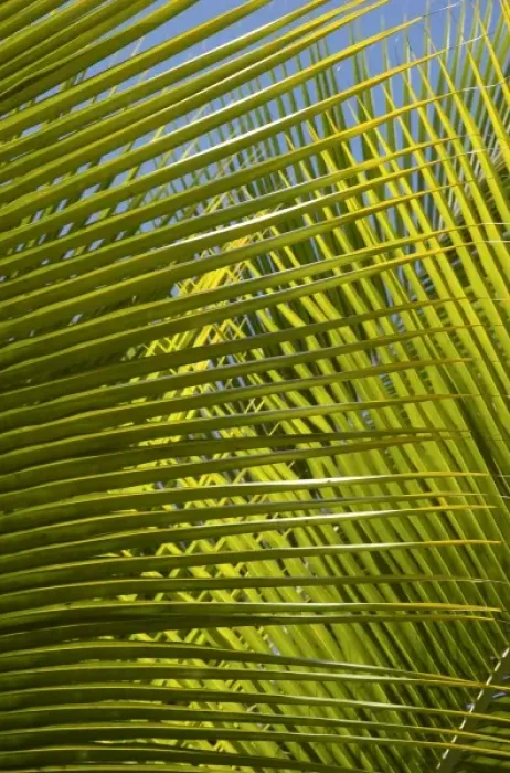 Framed Print : Caribbean, Dominican Republic Framed Print : Caribbean, Dominican Republic
