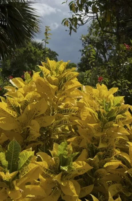 Framed Print : Caribbean, Dominican Republic