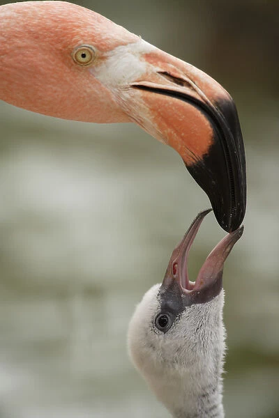Caribbean Flamingo feeding chick with crop milk Phoenicopterus ruber ruber