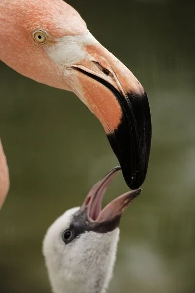 Caribbean Flamingo feeding chick with crop milk (Phoenicopterus ruber ruber) Flamingo Lagoon