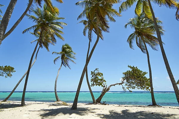 Caribbean, French West Indies, Guadeloupe. Marie-Galante Island, part of France
