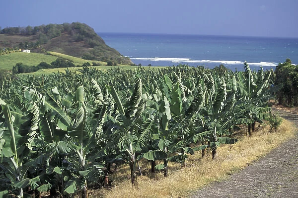Caribbean, French West Indies, Martinique; St-Aubin Banana plantation fields