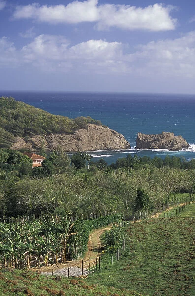 Caribbean, French West Indies, Martinique; St-Aubin Banana plantation fields