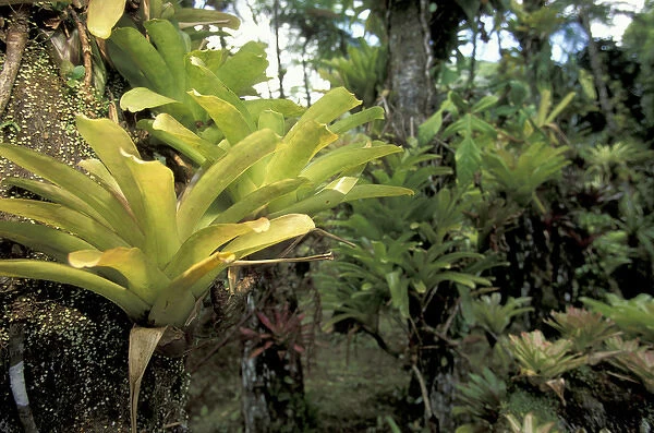 Caribbean, French West Indies, Martinique Jardin de Balata; Tillandsia (Bromiliaceae)