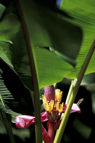 Caribbean, French West Indies, Martinique Jardin de Balata; Banana flower