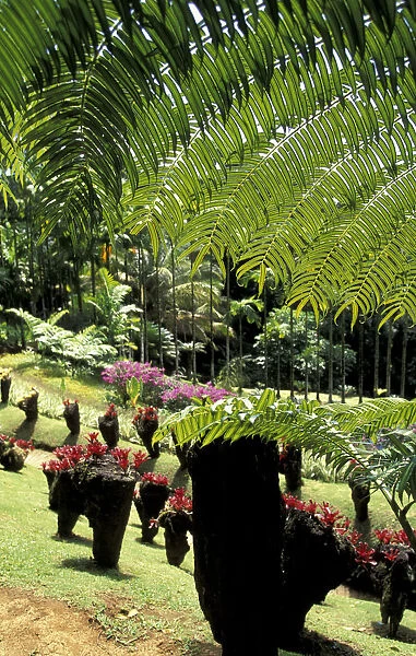 Caribbean, French West Indies, Martinique Jardin de Balata; tropical plants at