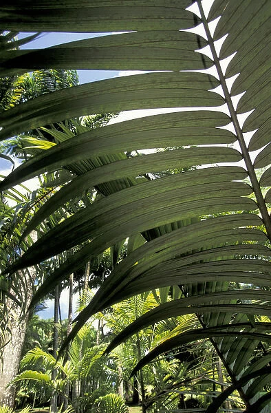 Caribbean, French West Indies, Martinique Jardin de Balata; tropical fronds and leaves