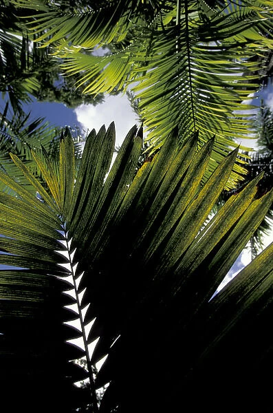 Caribbean, French West Indies, Martinique Jardin de Balata; tropical fronds and leaves