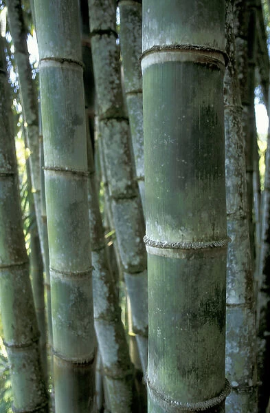 Caribbean, French West Indies, Martinique Jardin de Balata; bamboo grove