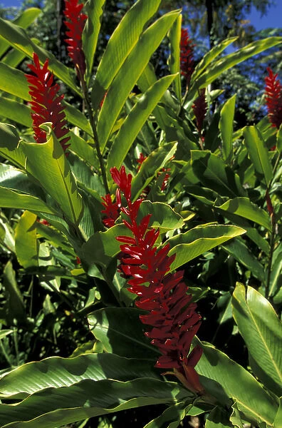 Caribbean, French West Indies, Martinique Jardin de Balata; red ginger (Alpinia
