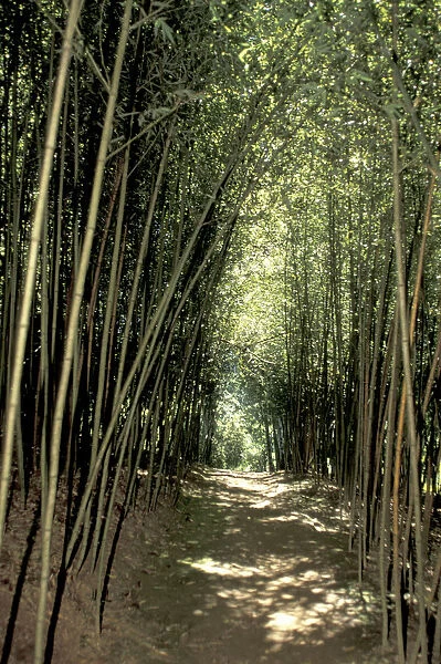 Caribbean, French West Indies, Martinique Jardin de Balata; bamboo grove