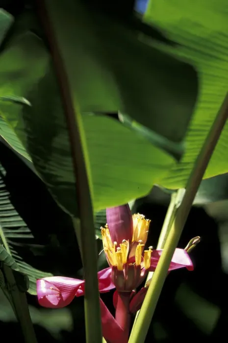 Framed Print : Caribbean, French West Indies, Martinique Jardin de Balata; Banana flower Framed Print : Caribbean, French West Indies, Martinique Jardin de Balata; Banana flower
