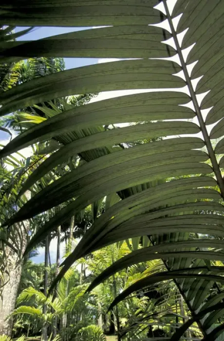 Framed Print : Caribbean, French West Indies, Martinique Jardin de Balata; tropical fronds and leaves