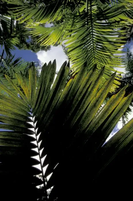 Framed Print : Caribbean, French West Indies, Martinique Jardin de Balata; tropical fronds and leaves Framed Print : Caribbean, French West Indies, Martinique Jardin de Balata; tropical fronds and leaves