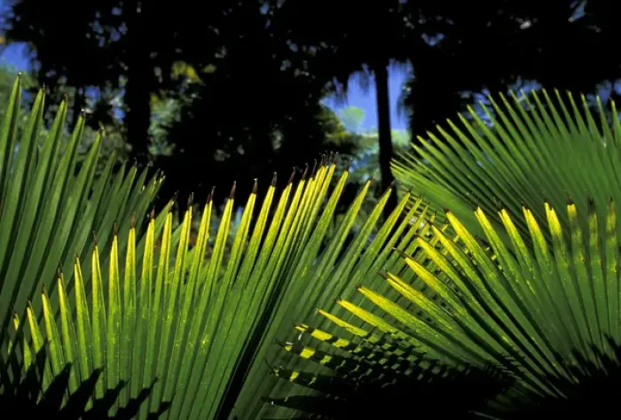 Framed Print : Caribbean, French West Indies, Martinique Jardin de Balata; tropical fronds and leaves Framed Print : Caribbean, French West Indies, Martinique Jardin de Balata; tropical fronds and leaves