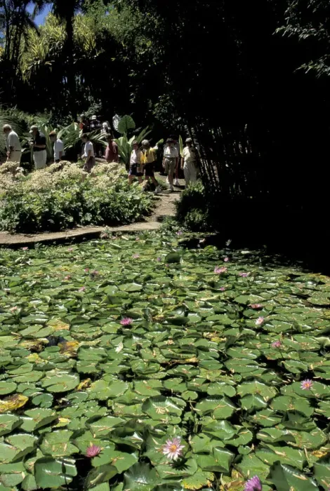 Framed Print : Caribbean, French West Indies, Martinique Jardin de Balata; Water lillies (Nymphaeceae) Framed Print : Caribbean, French West Indies, Martinique Jardin de Balata; Water lillies (Nymphaeceae)
