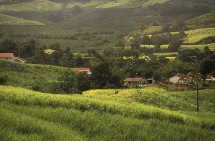 Framed Print : Caribbean, French West Indies, Martinique; La Trinite Sugar cane fields