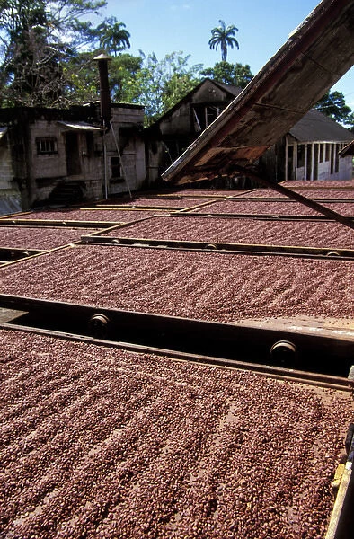 Caribbean, Grenada. Cacao beans drying at the historical Dougaldston Estate