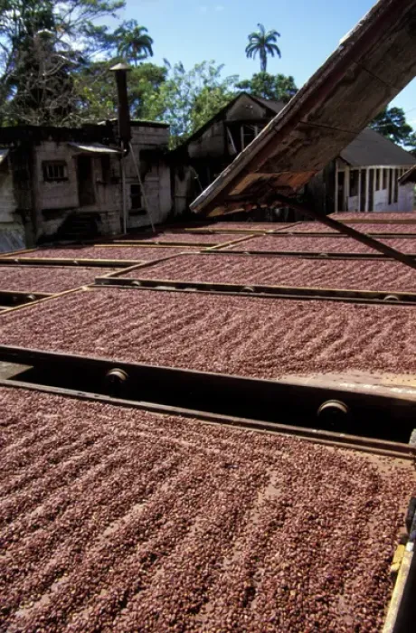 Framed Print : Caribbean, Grenada. Cacao beans drying at the historical Dougaldston Estate