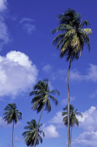 Caribbean, Grenada. Coconut palms swaying in the breeze