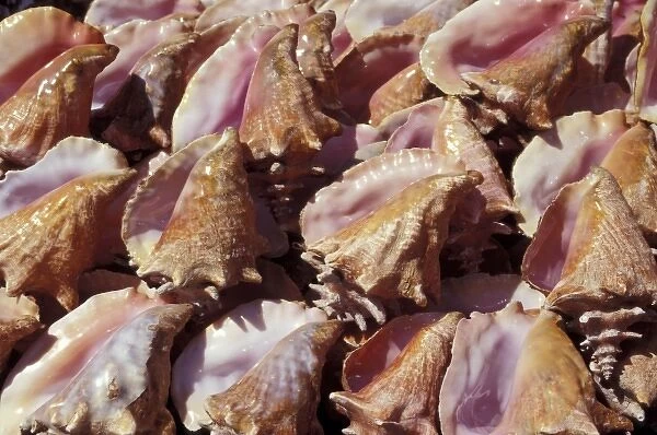 Caribbean, Grenada. Conch shells for sale