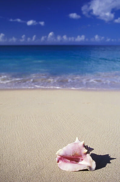 Caribbean, Grenada, Grand Anse beach. Conch shell at surfs edge