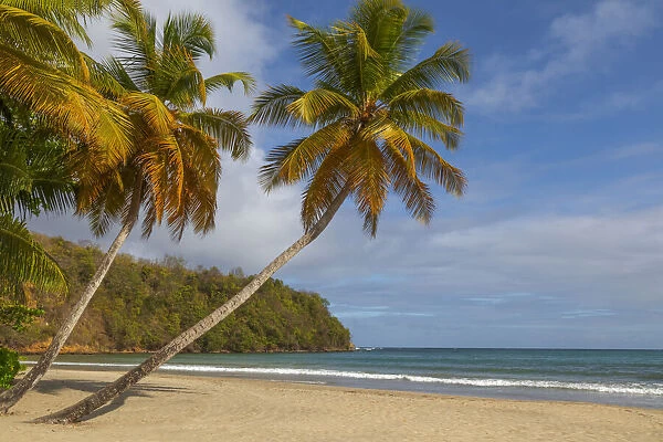 Caribbean, Grenada, Grenadines. Palm trees and ocean at La Sagesse Beach