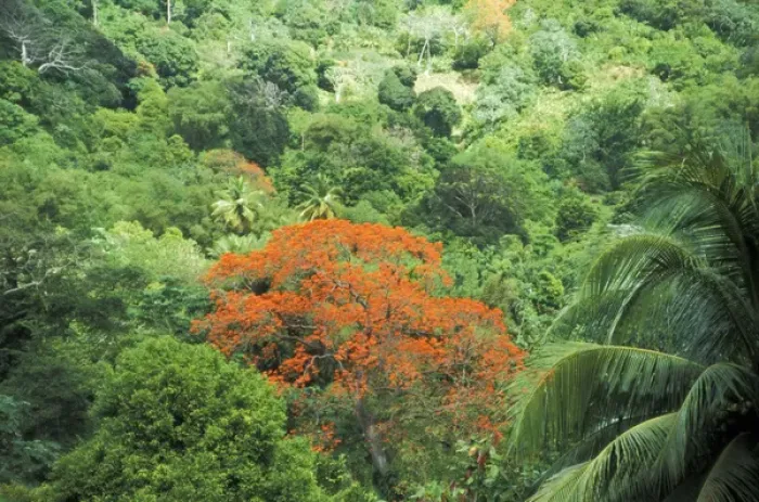 Framed Print : Caribbean, Grenada. Immortelle Tree (orange)