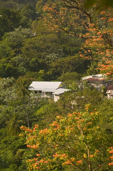 Caribbean, GRENADA, Interior, Boca Tropical Vegetation, Morning
