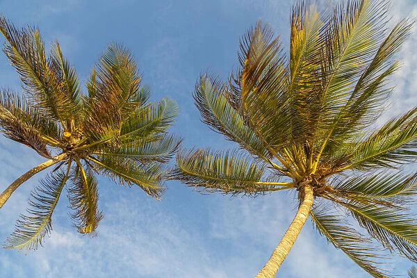 Caribbean, Grenada, Mayreau Island. Palm trees against sky