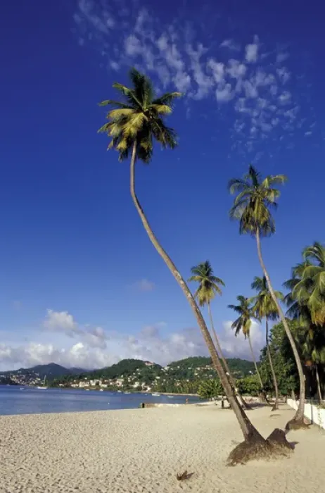 Framed Print : CARIBBEAN, Grenada Palm trees lining the beach Framed Print : CARIBBEAN, Grenada Palm trees lining the beach