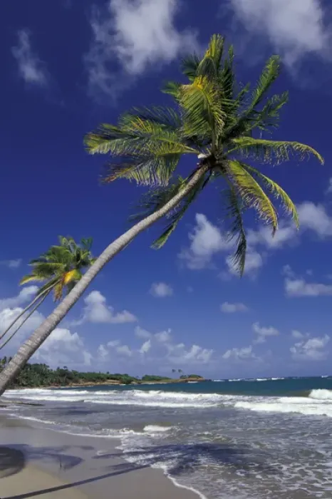 Framed Print : CARIBBEAN, Grenada Palm trees lining coastline Framed Print : CARIBBEAN, Grenada Palm trees lining coastline