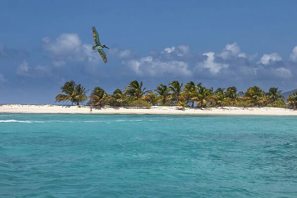 Caribbean, Grenada, Sandy Island. Pelican flies over ocean shore