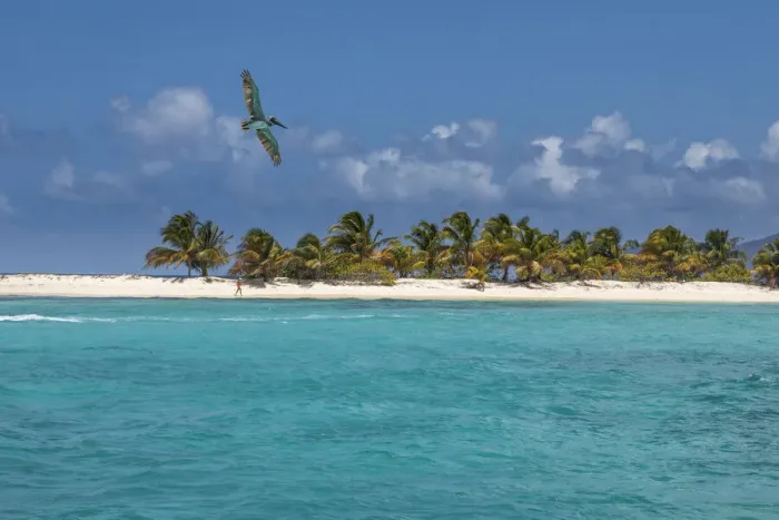 Framed Print : Caribbean, Grenada, Sandy Island. Pelican flies over ocean shore