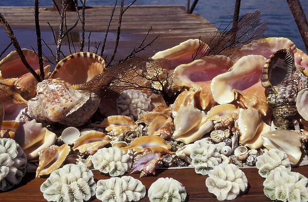 Caribbean, Grenada, St. Georges. An array of conch shells and coral at The Carenage