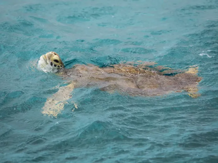 Framed Print : Caribbean, Grenada, Tobago Cays. Green sea turtle in water
