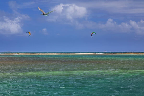 Caribbean, Grenada, Union Island. Surf kites and pelican flying over ocean